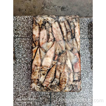 Squid Frozen Sthenoteuthis oualaniensis 100-300g